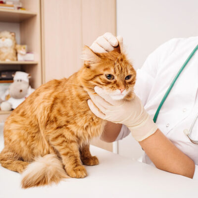 Most commonly used pet meds that you should know