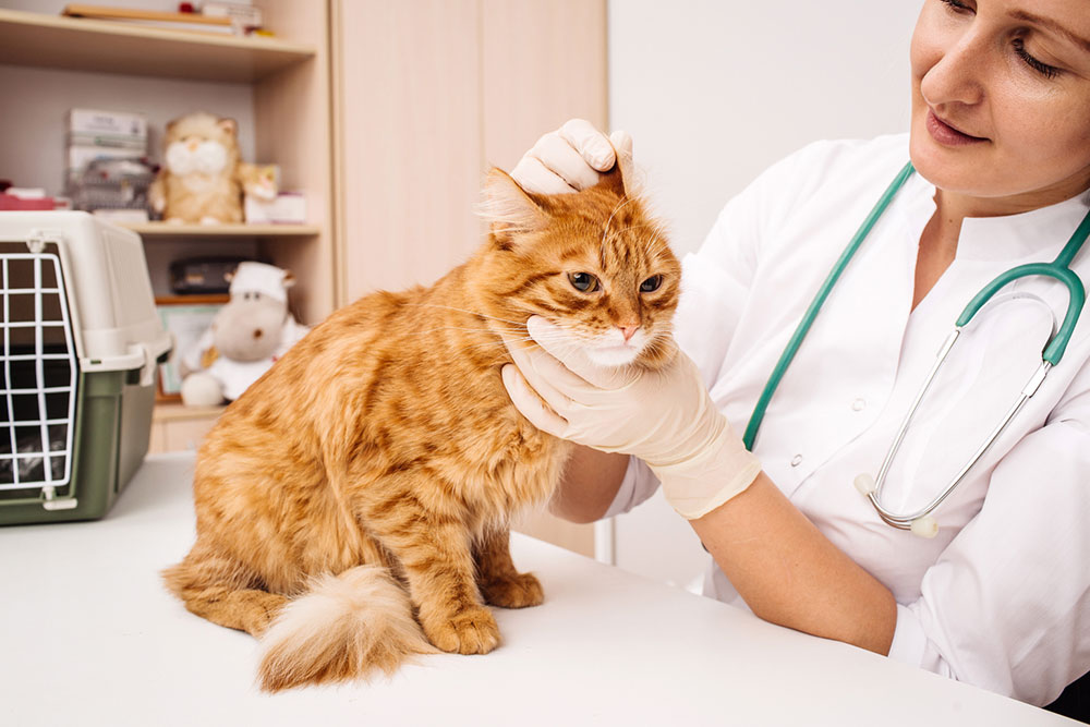 Most commonly used pet meds that you should know