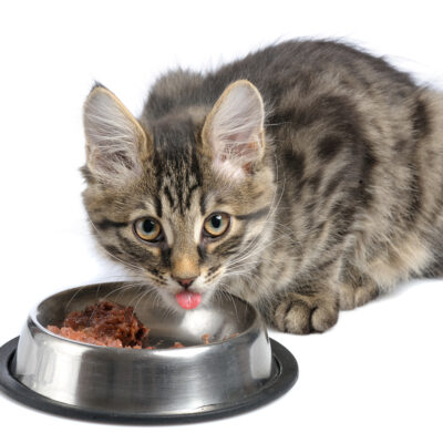 Tips for Cat Food and Treats