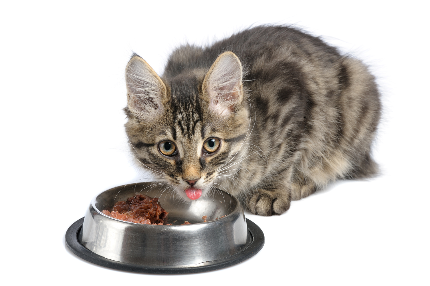 Tips for Cat Food and Treats